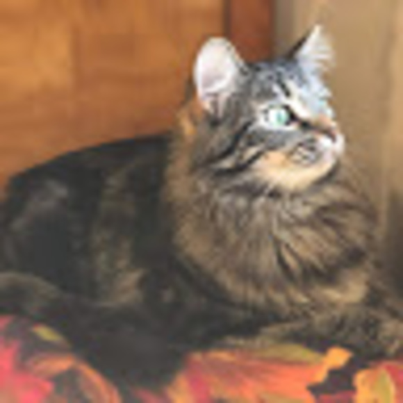 Meet your Posher, Callie - Picture 1 of 1